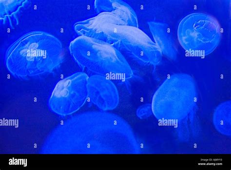 Jellyfish Swimming Floating Stock Photo Alamy