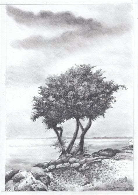 Monterey Cypress Tree Drawing Charcoal Drawing By Shweta Mahajan Tree