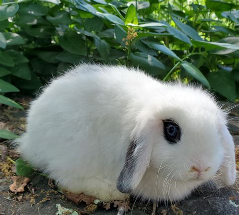 Holland Lop Rabbits For Sale Oroville Ca 297614