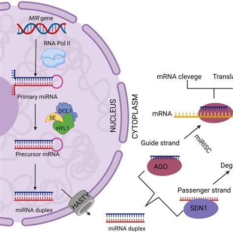 Schematic Representation Of Mirna Biogenesis Rna Polymerase Ii