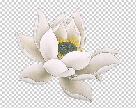 Descarga Gratis Nelumbo Nucifera Budismo Dibujo Loto Pintado A Mano