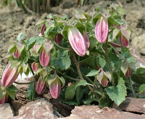 Campanula Choruhensis Kallima Alpines All