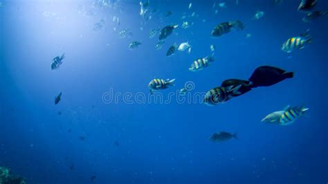 Foto Subaqu Tica Bonita Dos Lotes Dos Peixes Tropicais Coloridos Que