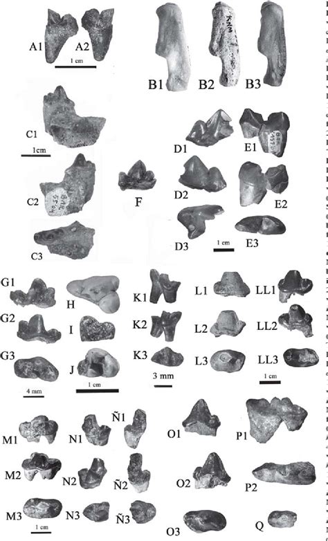 Figure 1 From Carnivores From The Late Miocene And Basal Pliocene Of The Tugen Hills Kenya