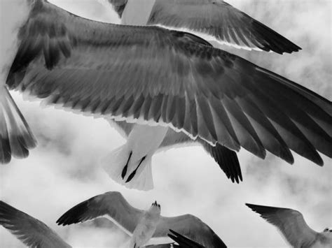 Seagulls Black And White Stock Photos Pictures And Royalty Free Images