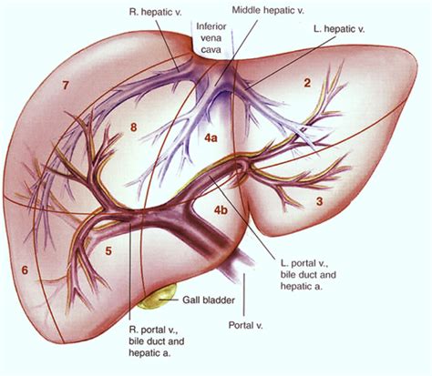 Liver Vascular Anatomy