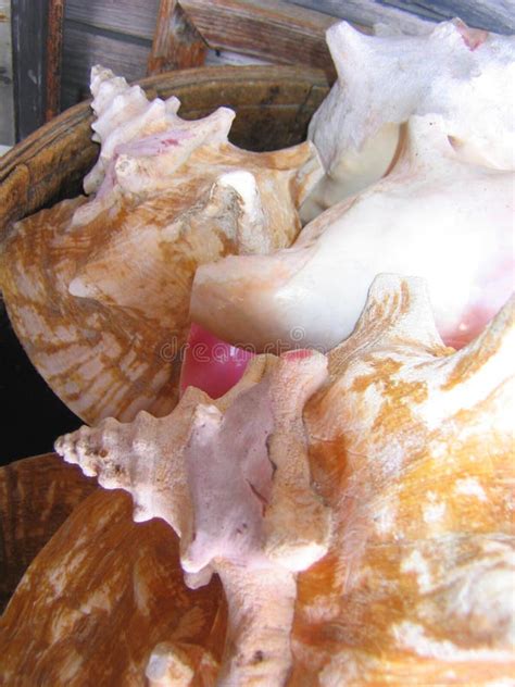 Conch Shells In Key West Stock Image Image Of Shells 86405009