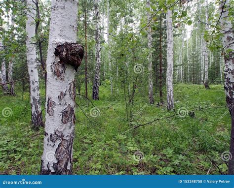 Le Champignon Avec Le Nom Latin Inonotus Obliquus S Est D Velopp Sur