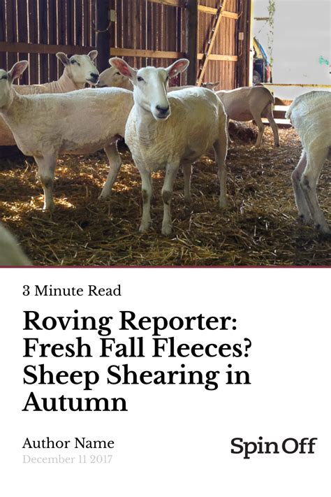 Sheep Shearing Before And After