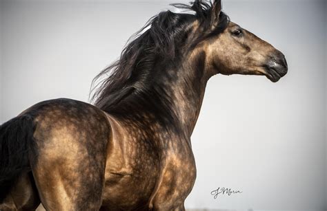 Buckskin Andalusian Horses