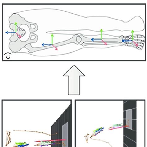 PDF Gait Analysis Of Patients With Knee Osteoarthritis Highlights A