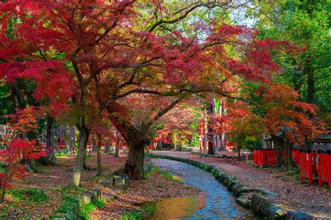 【2024年版】京都市の自然スポット30選！桜絶景・紅葉・散り紅葉など旅行好きな筆者が紹介｜アニーお祝い体験マガジン