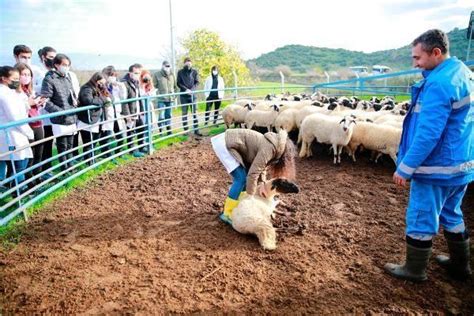 Sakız koyunu çiftliğinde ders işlediler Aydın Haberleri