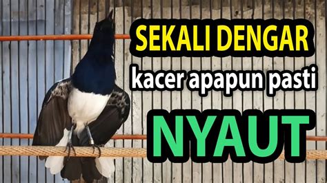 Kacer Gacor NGEPLONG TARUNG KONSLET Ngobra Ini Paling AMPUH Buat