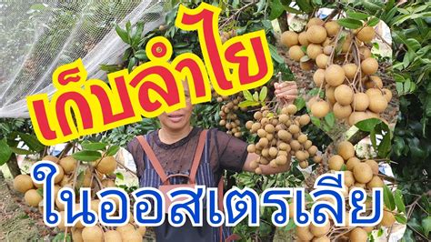 Vlog20 020 พาลูกเที่ยวสวนลำไย Longan Farm Pyoแม่บ้านจิงโจ้ออสเตรเลีย