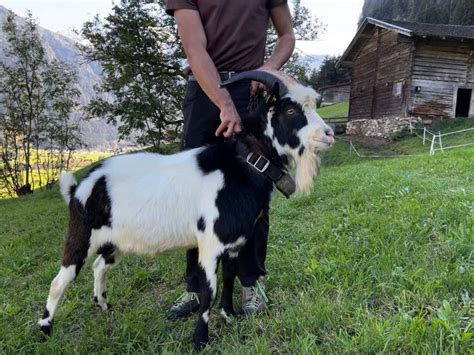 Tauernschecken Tauernscheckenbock HB Kaufen Landwirt