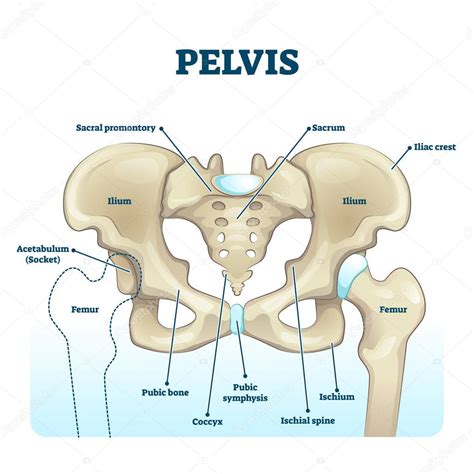 Estructura esquelética anatómica de la pelvis diagrama de ilustración