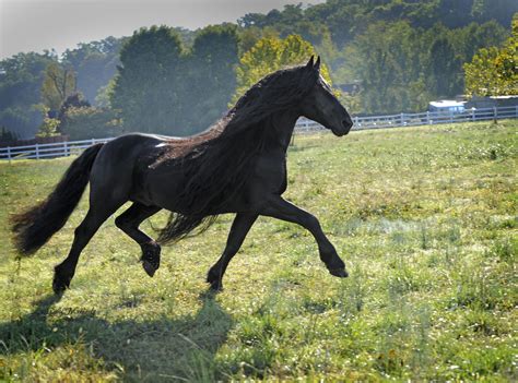 A Great Morning, Frederik the Great | Friesian horse, Horses, Pretty horses