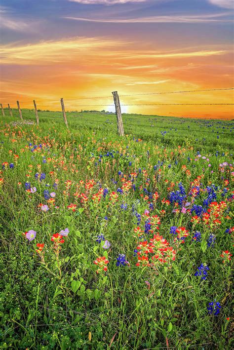 Roadside Wildflowers At Sunset Photograph By Lynn Bauer Fine Art America