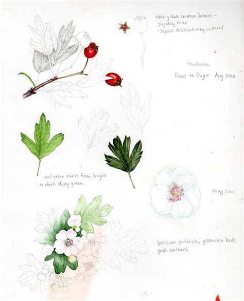 Botanical Illustration Live Hawthorn Lizzie Harper