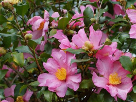 Camellia Sasanqua Sasanqua Camellia World Of Flowering Plants