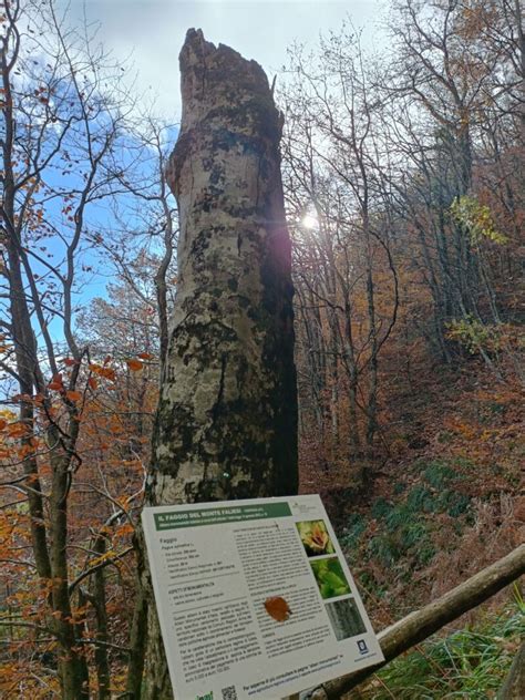 Petruro Di Forino Grotta Di San Michele Ammappalitalia