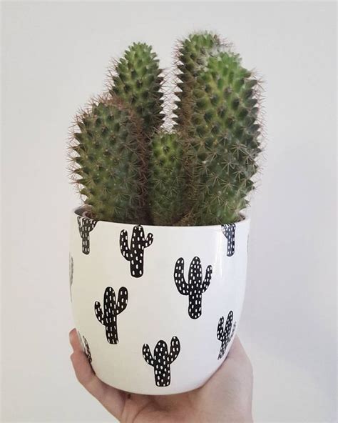 16 simple yet beautiful diy cactus pots that everyone can make – Artofit