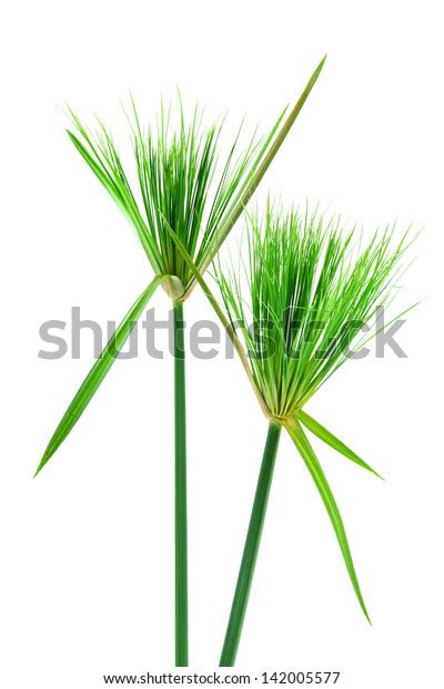 Egyptian Papyrus Cyperus Papyrus L Stock Photo 142005577 Shutterstock