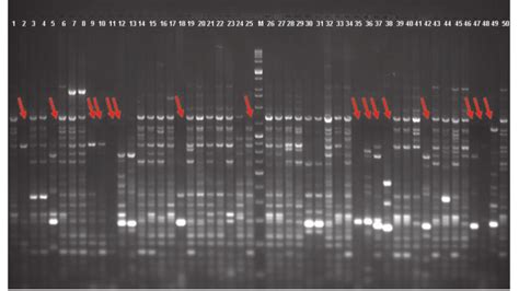 Inter Simple Sequence Repeat Issr Profile Of 50 Fusarium Isolates Download Scientific Diagram