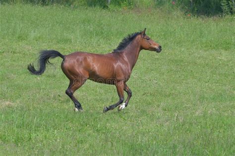 A Bay Horse Galloping In A Green Meadow Stock Photo Image Of Meadow