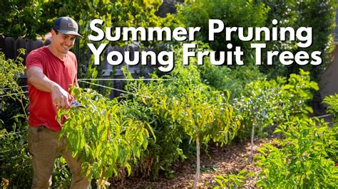 Summer Pruning For Young Fruit Trees Youtube