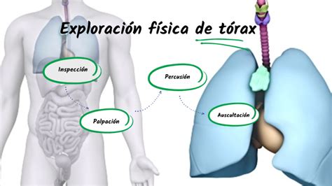 Exploracion clinica de tórax by Rami Rorro on Prezi