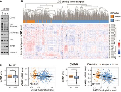 Frontiers Hypermethylation Of Lats2 Promoter And Its Prognostic Value