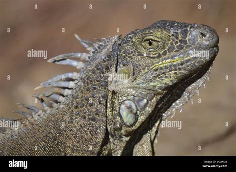 Green Iguanas Teeth