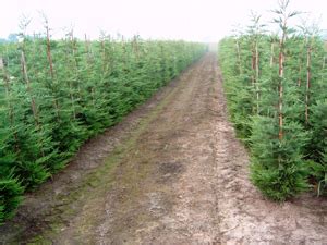 De Kwekerij Boomkwekerij Haagplant