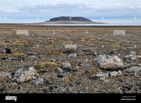 Arctic Tundra And Permafrost Surface At Henry Kater Peninsula Baffin