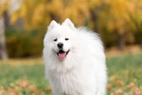 Samoyed Ultimate Guide Personality Temperament And More