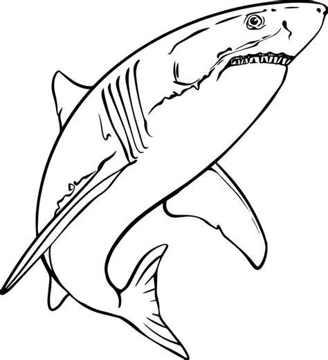 Shark. Black and white vector drawing. For colouring books of your ...