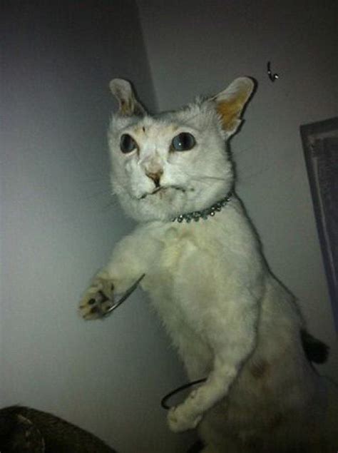 30 Bad Taxidermy Pictures That Are Both Terrifying And Hilarious