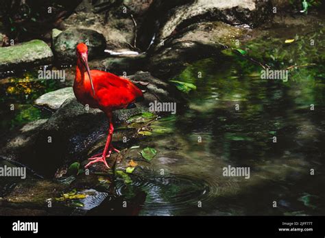 A Scarlet Ibis Eudocimus Ruber Standing On Stone Stock Photo Alamy