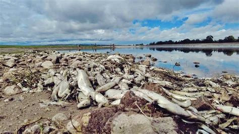 La ola de calor está matando a los peces en Córdoba y Rosario Por qué