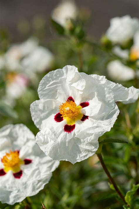 Purpur Zistrose Cistus X Purpureus Bild Kaufen 13700246