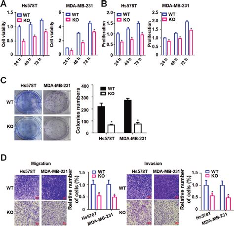 Tmem Knockout Reduces Cell Viability Proliferation Colony