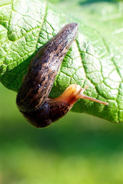 Snail without Shell. Leopard Slug Limax Maximus, Family Limacidae ...