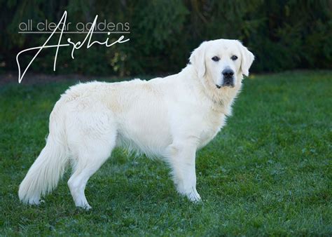 All Clear Goldens Golden Retriever Puppies For Sale In Apple Creek