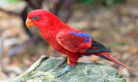 Panduan Lengkap Cara Budidaya Ternak Burung Nuri Merah Bagi Pemula Agar