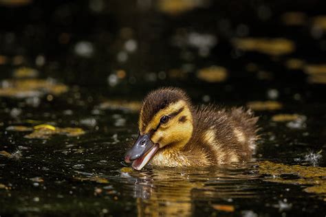 A Duckling Swimming in the Water · Free Stock Photo