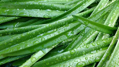 Banco De Imagens Natureza Plantar Folha Flor Comida Verde