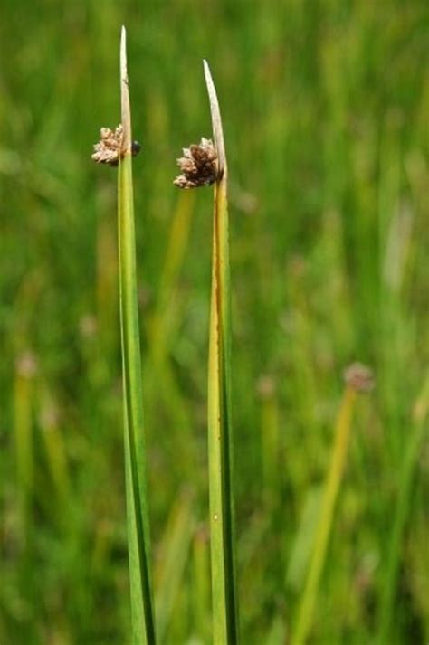 Schoenoplectus - Alchetron, The Free Social Encyclopedia