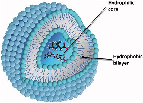 Liposome Drug Delivery System